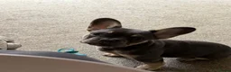 French Bulldog dogs for sale: Female French bulldog puppy - Advert 3