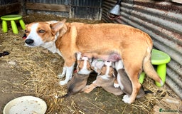 Welsh Collie dogs for sale: Welsh Sheepdog Puppies - Image 9