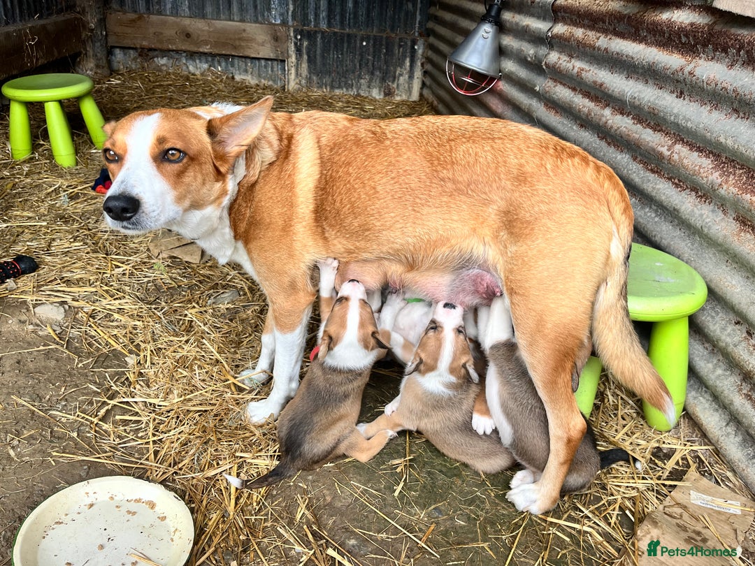 Welsh Collie dogs for sale: Welsh Sheepdog Puppies - Image 9
