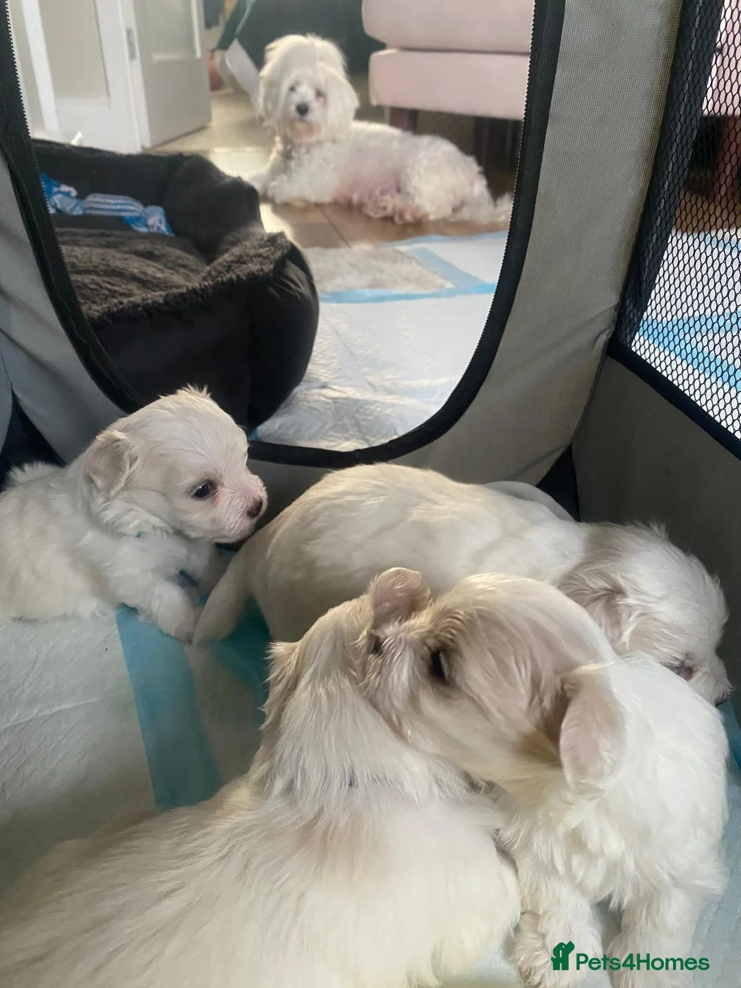Maltese dogs for sale: Maltese babies - Advert 25