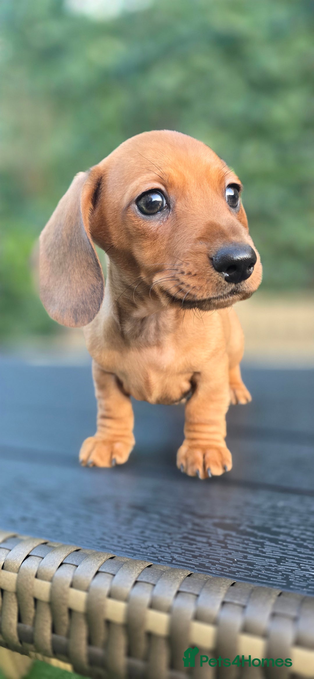 Miniature Dachshund dogs for sale: Miniature dachshund KC registered  - Image 16