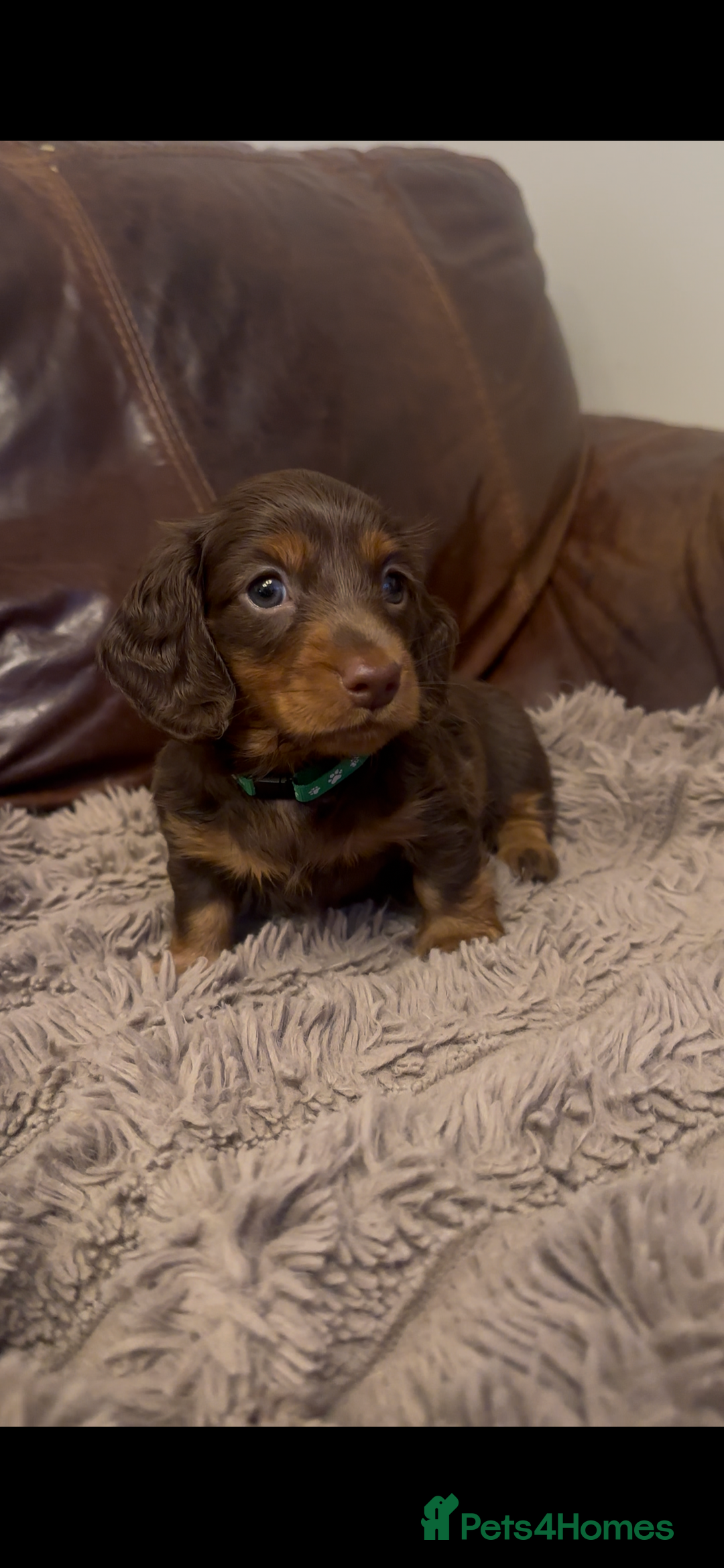 Miniature Dachshund dogs for sale: KC reg miniature dachshunds long and short coated  - Image 26
