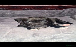 Staffordshire Bull Terrier dogs for sale: READY 7TH NOVEMBER ⭐️ 🐶 2 left ⭐️ staff pups  - Image 5