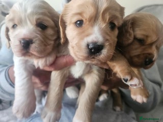 Mixed Breed dogs Cavapoo Puppies Ready for a new home for ** - Advert 8