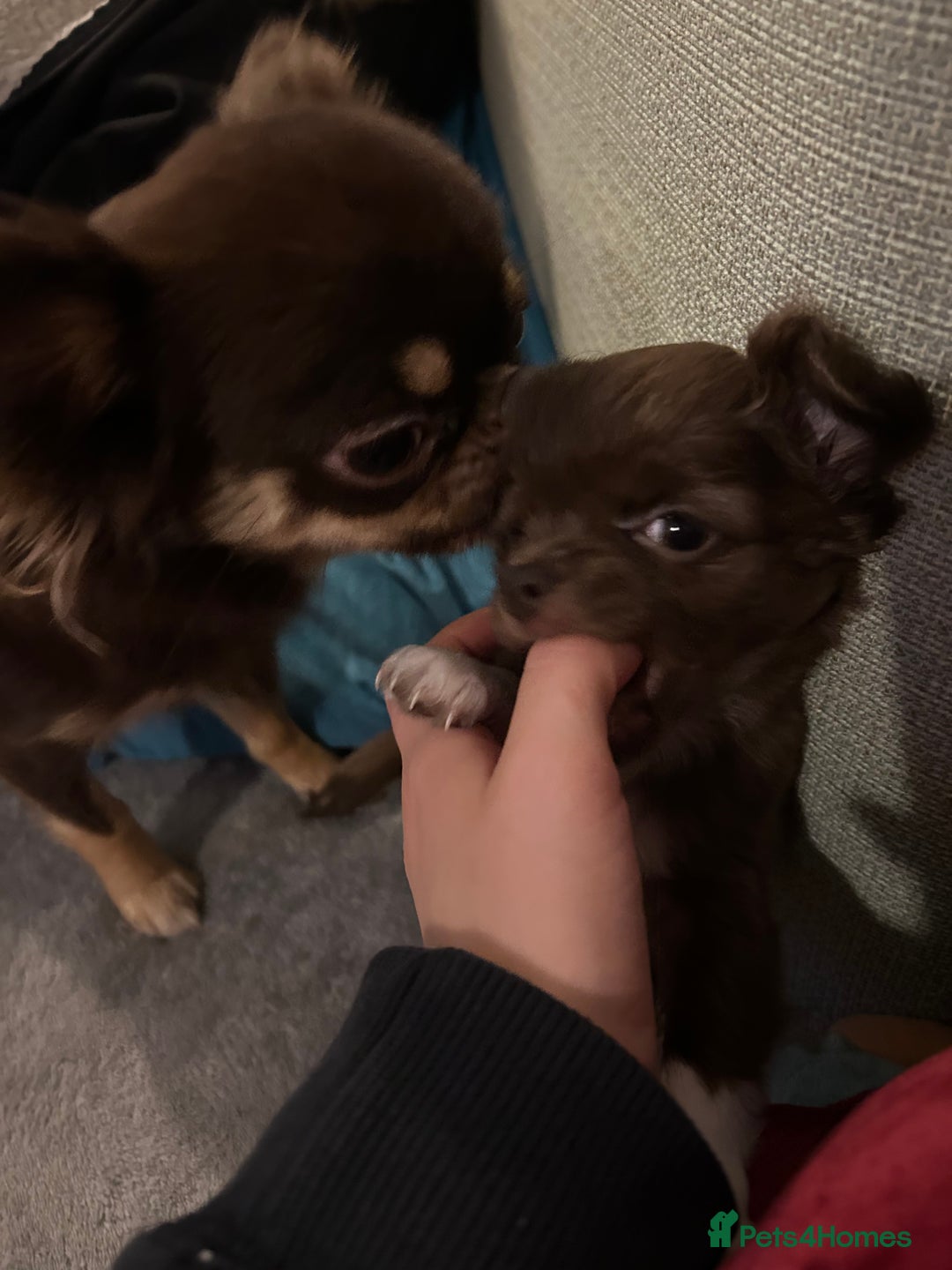 Chihuahua dogs for sale: 2 gorgeous girls for sale ❤️ - Advert 5