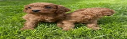 Cavapoo dogs for sale: Deep red cavpoo girls - Advert 9