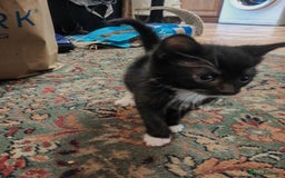 British Shorthair cats for sale: 4 kittens for sale ready for collection - Image 5