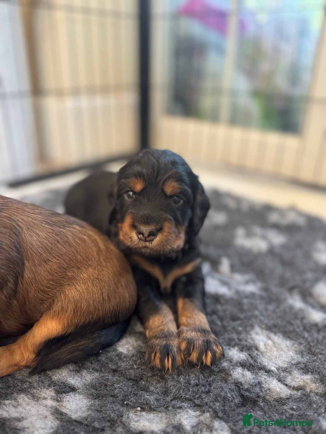Cocker Spaniel dogs for sale: Working cocker spaniels - Image 3