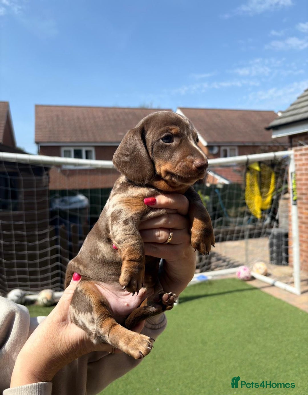 Miniature Dachshund dogs for sale: Miniature Dachshund Puppies  - Image 4