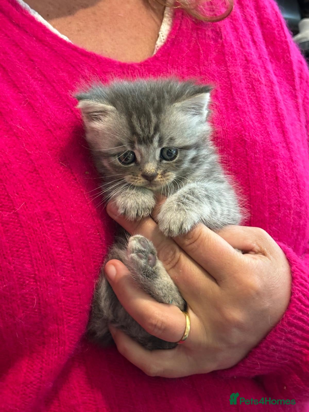 Maine Coon cats Beautiful Maine Coon X kittens  CUTIES!  - Advert 4