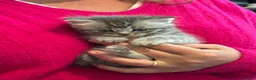 Maine Coon cats for sale: Beautiful Maine Coon X kittens  CUTIES!  - Advert 1