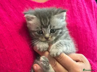 Maine Coon cats READY TODAY Beautiful Maine Coon X CUTIES! - Advert 4