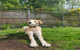 Lurcher dogs for sale: Male Lurcher in need of rehoming(saluki/greyhound) - Image 4