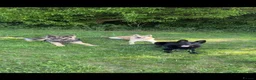 German Shepherd dogs for sale: Working line GSD  - Advert 2