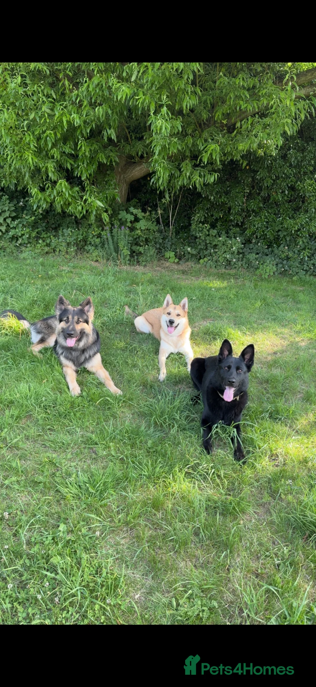 German Shepherd dogs for sale: Working line GSD  - Advert 2