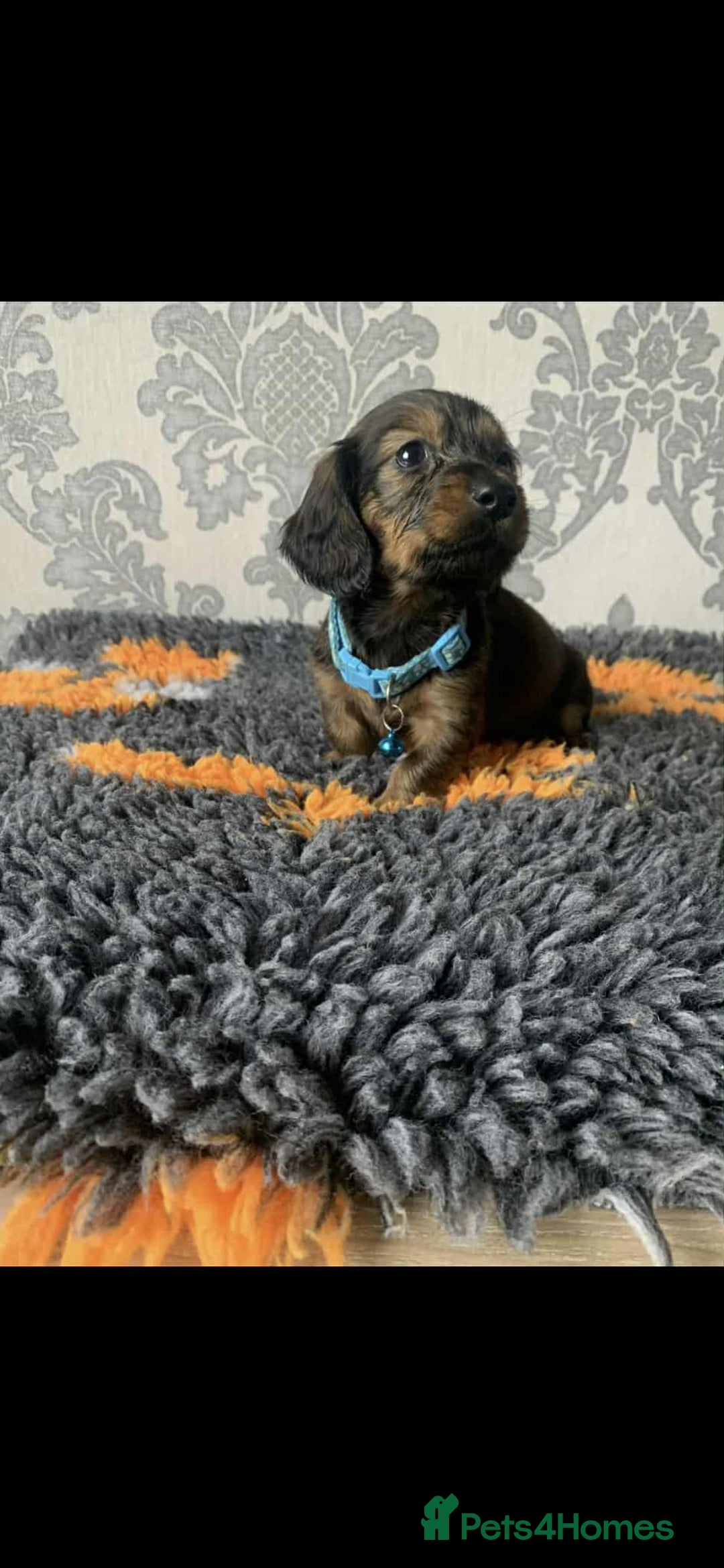 Miniature Dachshund dogs for sale: Kc miniature dachshund  - Image 16