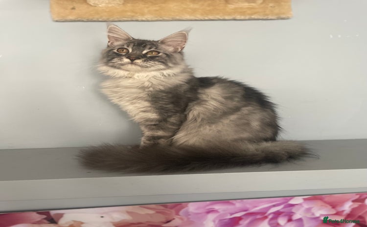 Maine Coon cats in London - Advert 6