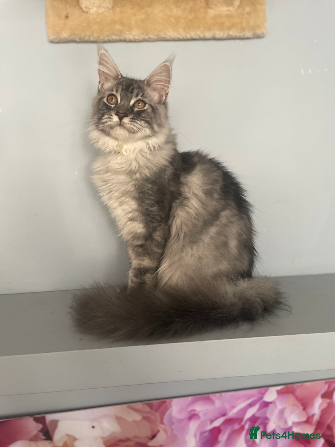 Maine Coon cats for sale: 🌟BIG FLUFFY BOY ready now🌟 Maine Coone kittens  in London - Image 1