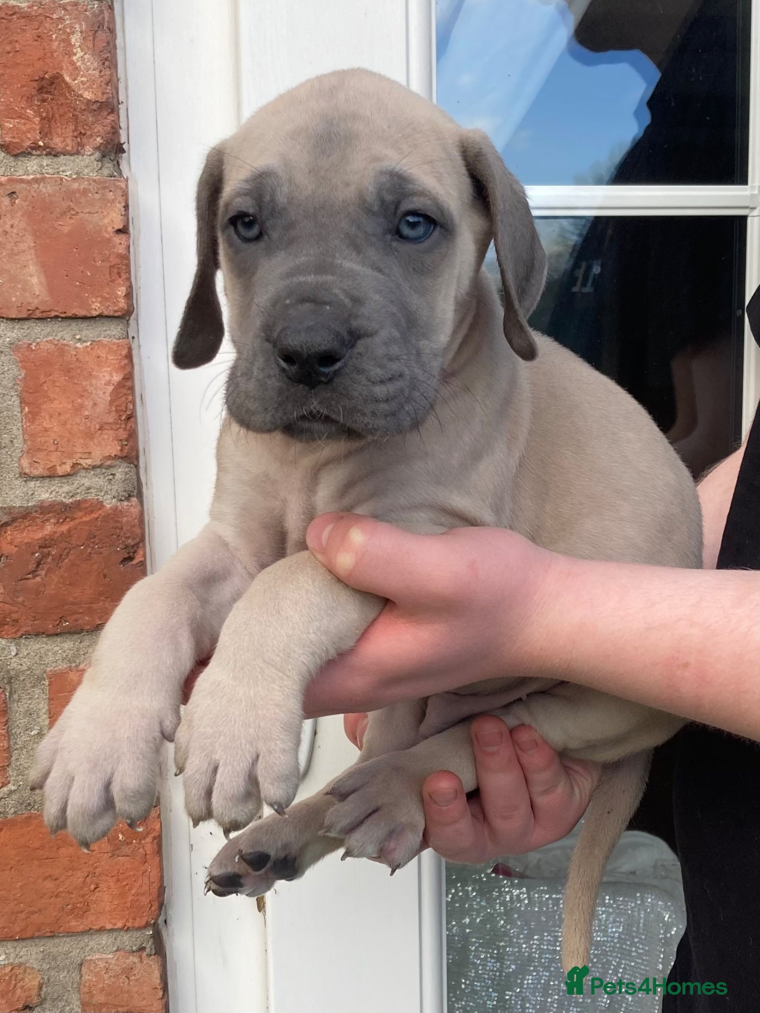 Great Dane dogs Great Dane puppies - Advert 8