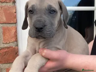 Great Dane dogs Great Dane puppies - Advert 8