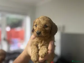 Cockapoo dogs Cockapoo Puppies - 2 females left! - Advert 5