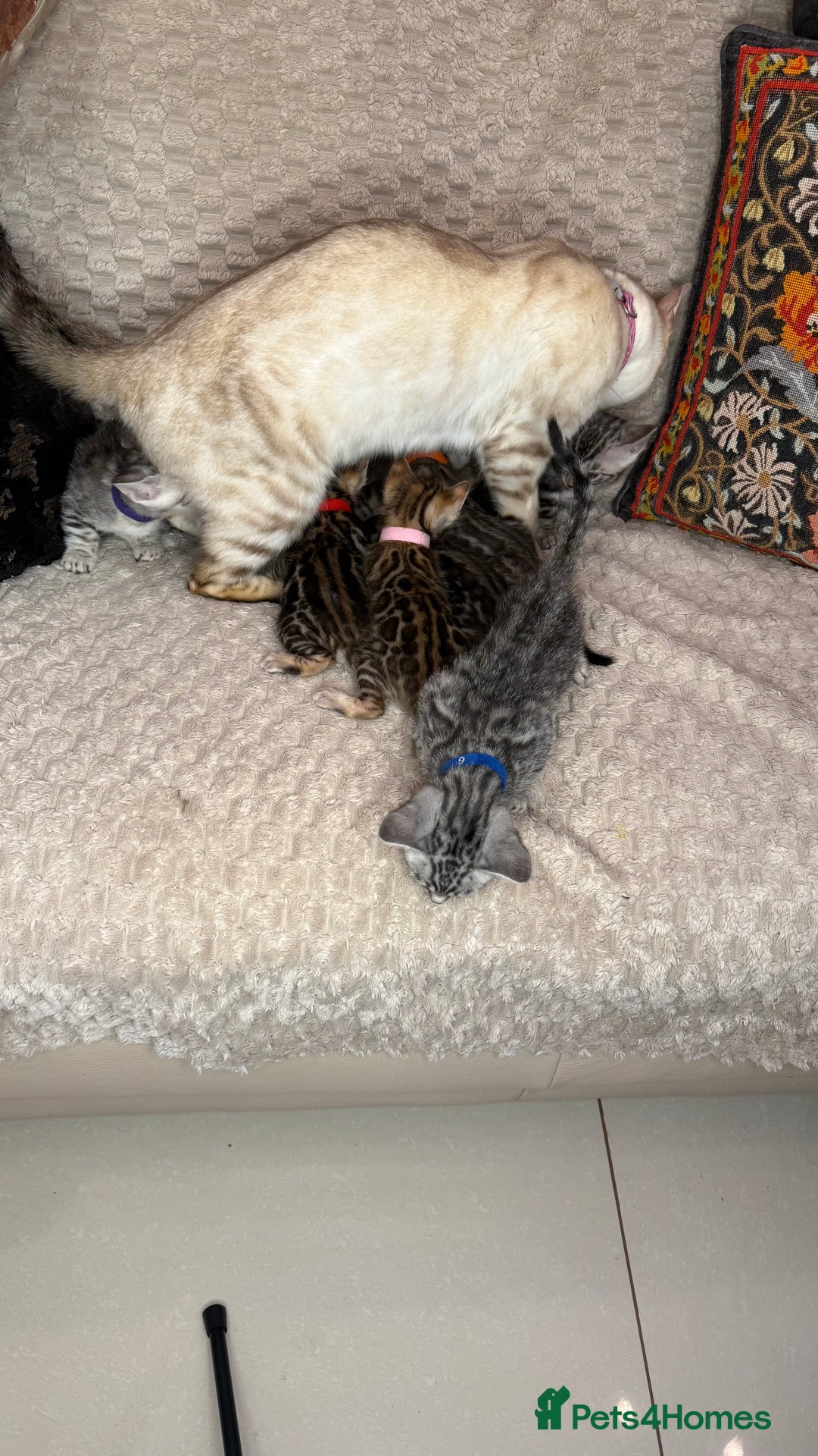 Bengal cats for sale: Pure Bengal kittens for sale  - Advert 7