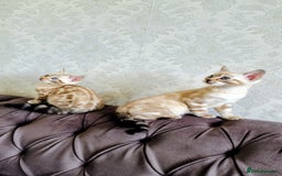 Bengal cats for sale: 🐾***GORGEOUS PURE SNOW BENGAL***🐾 - Advert 7