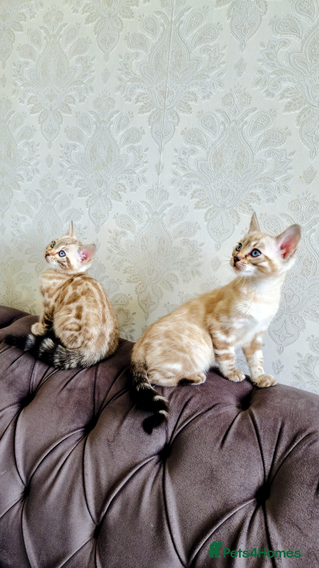 Bengal cats for sale: 🐾***GORGEOUS PURE SNOW BENGAL***🐾 - Advert 7