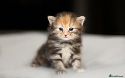 Siberian cats for sale: Traditional Siberian Kittens - 2 Girls Available - Image 5