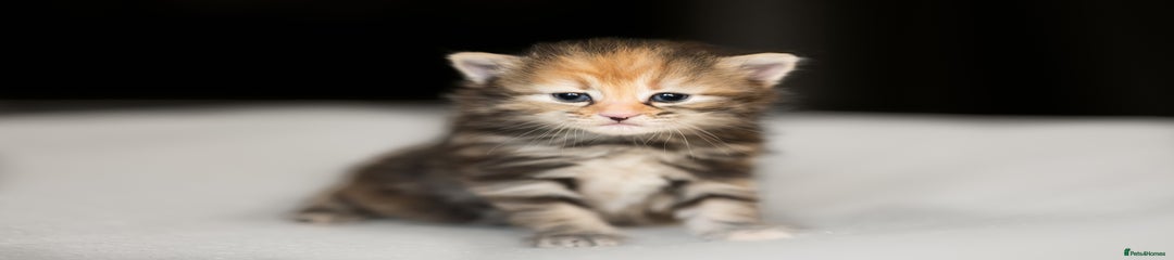 Siberian Kitten 5