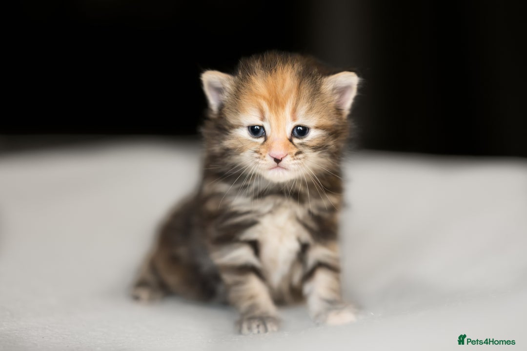 Siberian cats for sale: Traditional Siberian Kittens - 2 Girls Available - Image 5
