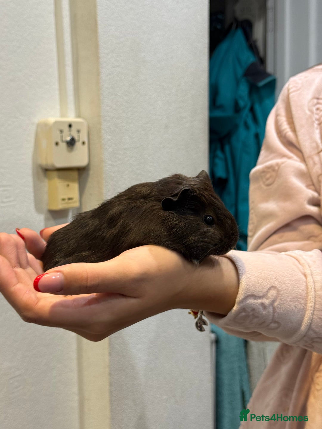 Guinea Pig rodents for sale: Baby guinea pigs for sale - Image 11