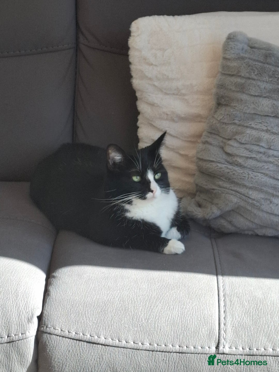 Domestic Shorthair cats for sale: Two loving cats in need of a new home - Advert 5