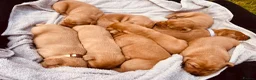 Labrador Retriever dogs for sale: Beautiful fox red Labrador pups in Ryton - Advert 3