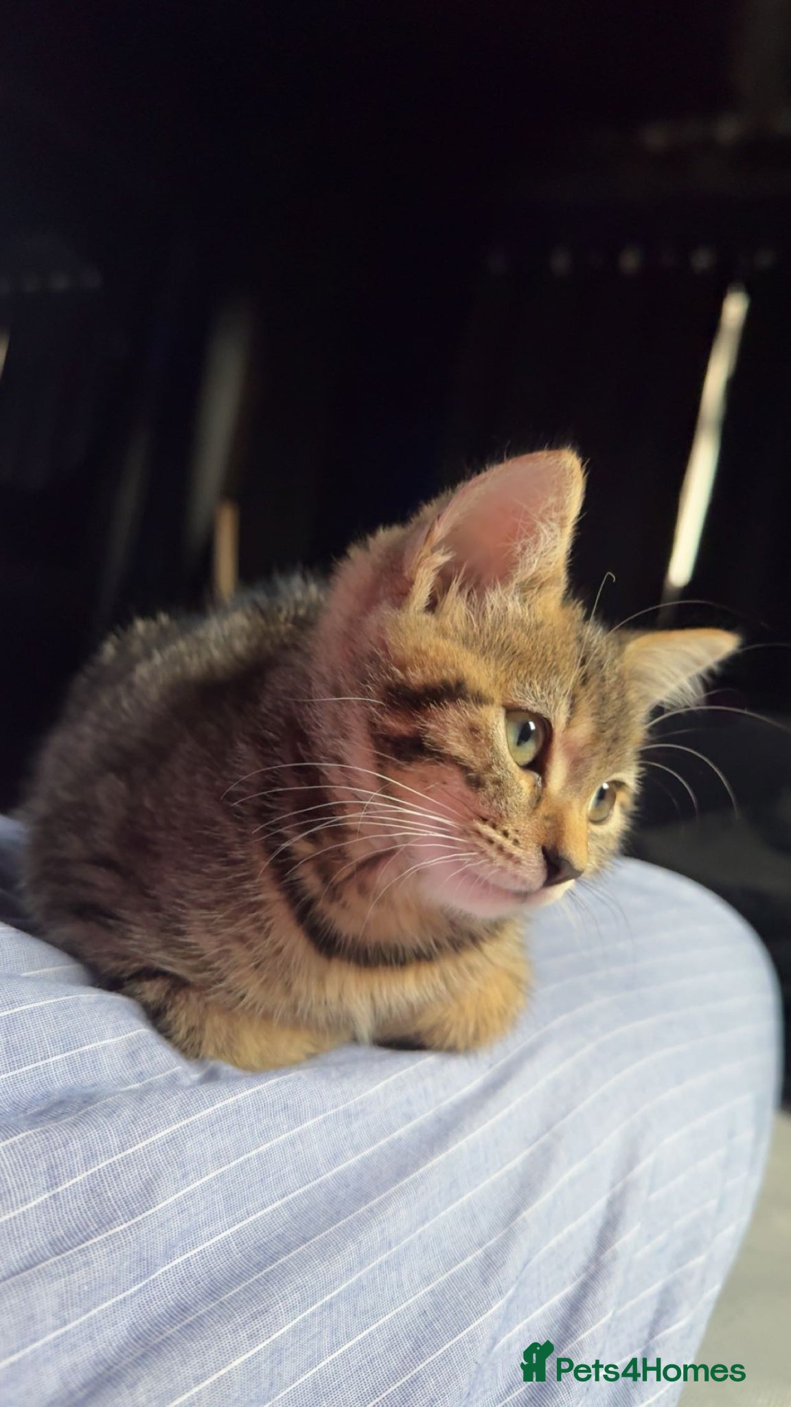 Mixed Breed cats Luna  - Advert 2