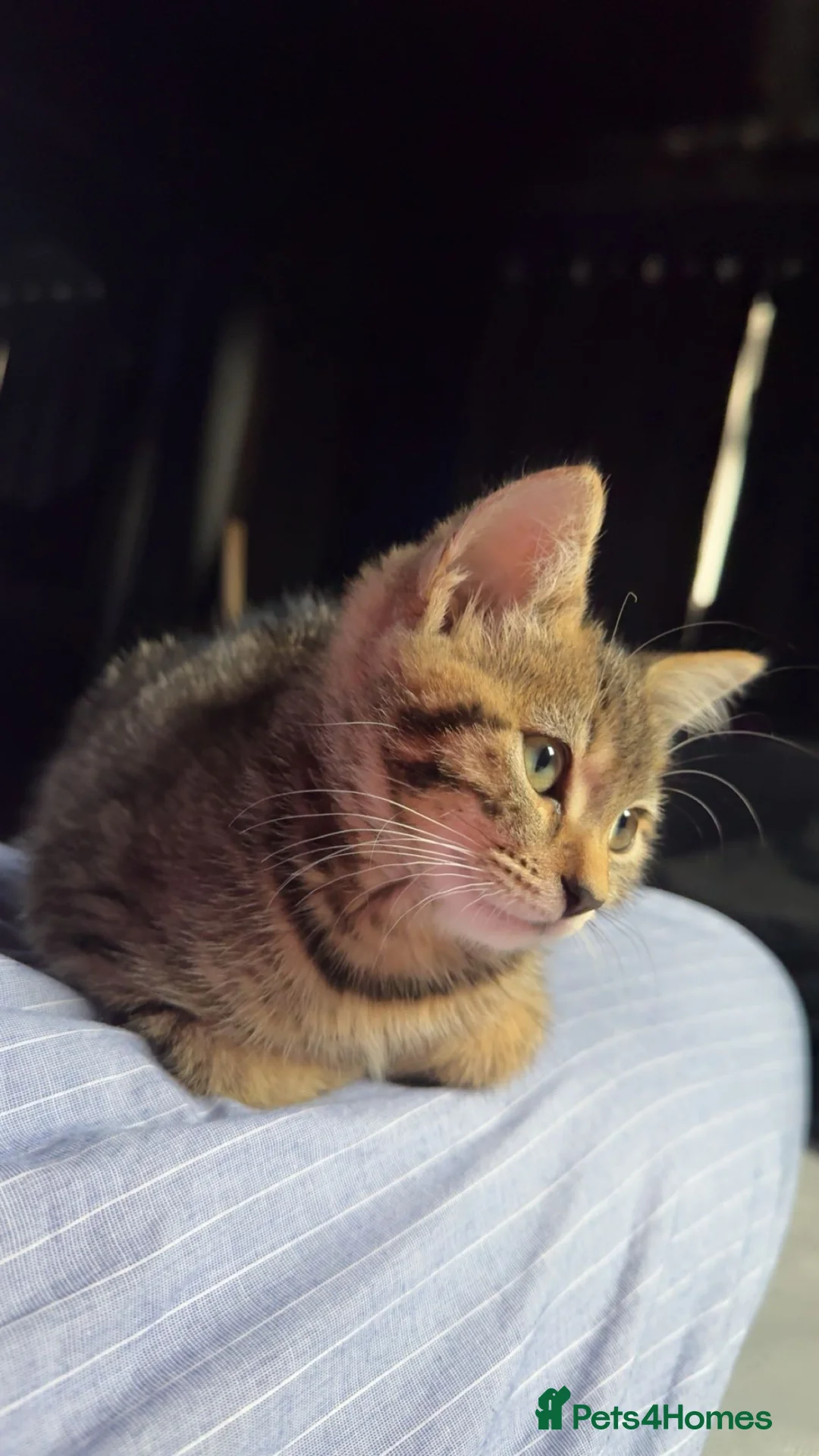 Mixed Breed cats for sale: Luna  in Rochdale - Advert 1