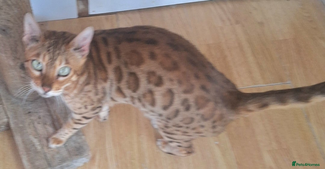 Bengal cats for sale: SBT Tica Bengal retired female Venus - Advert 13