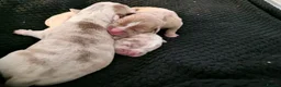 Olde English Bulldogge dogs for sale: Olde English bulldog puppies  - Advert 21