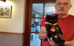 Ragdoll cats for sale: Beautiful Maine Coon, Tabby Cross kittens - Image 15