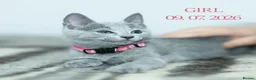 Russian Blue cats for sale: Adorable Russian Blue Kittens - Advert 11