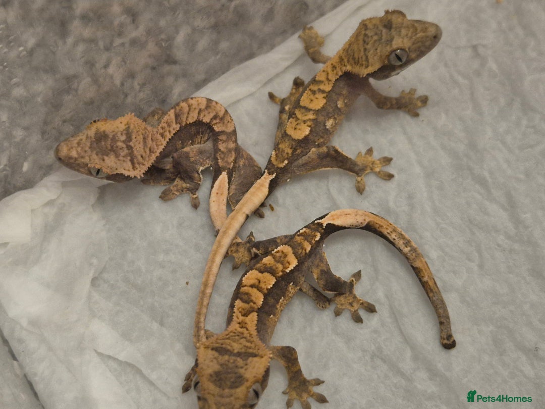 Gecko reptiles for sale: Beautiful Unsexed Crested Geckos ⬇️  - Image 7