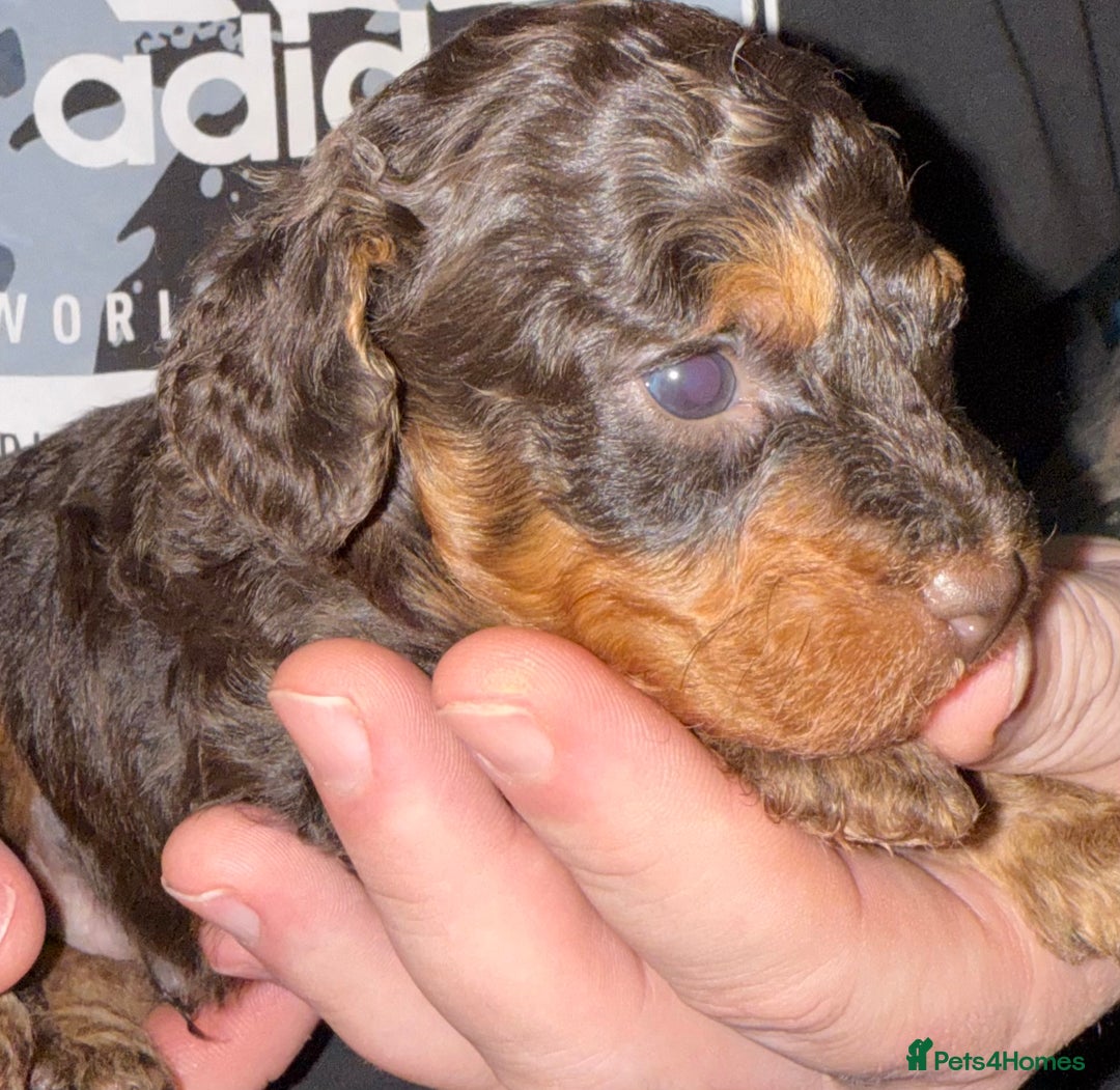 Toy Poodle dogs for sale: Brown phantom Kc toy poodles - Advert 6