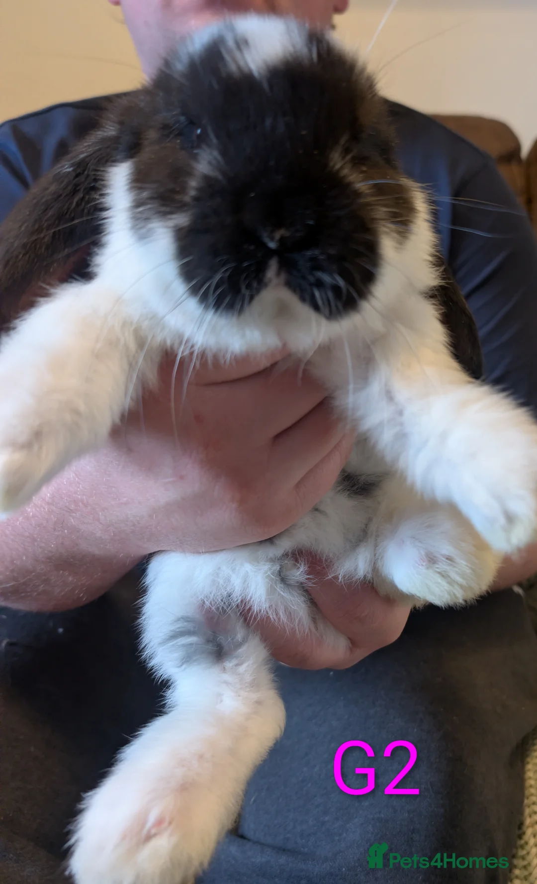 French Lop rabbits for sale: French lops  - Advert 5
