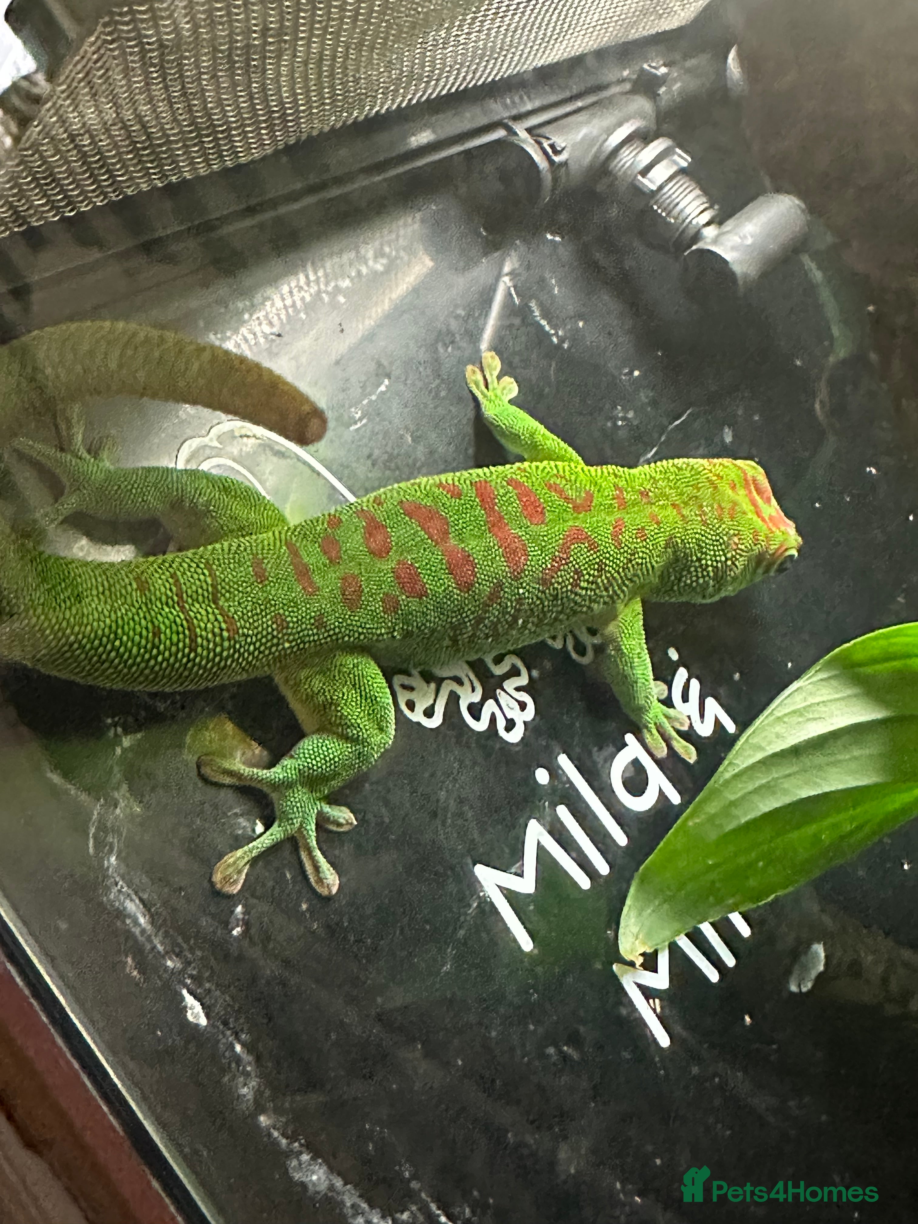 Gecko reptiles Pair Breeding Giant Madagascan Day Gecko (HighRed) - Advert 2