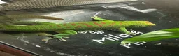 Gecko reptiles for sale: Pair Breeding Giant Madagascan Day Gecko (HighRed) - Advert 1