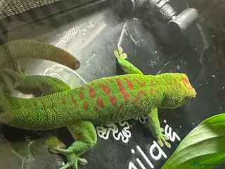 Gecko reptiles Pair Breeding Giant Madagascan Day Gecko (HighRed) - Advert 4