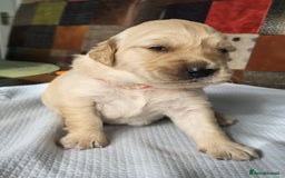 Golden Retriever dogs for sale: KC Registered Golden Retriever puppies - Image 8