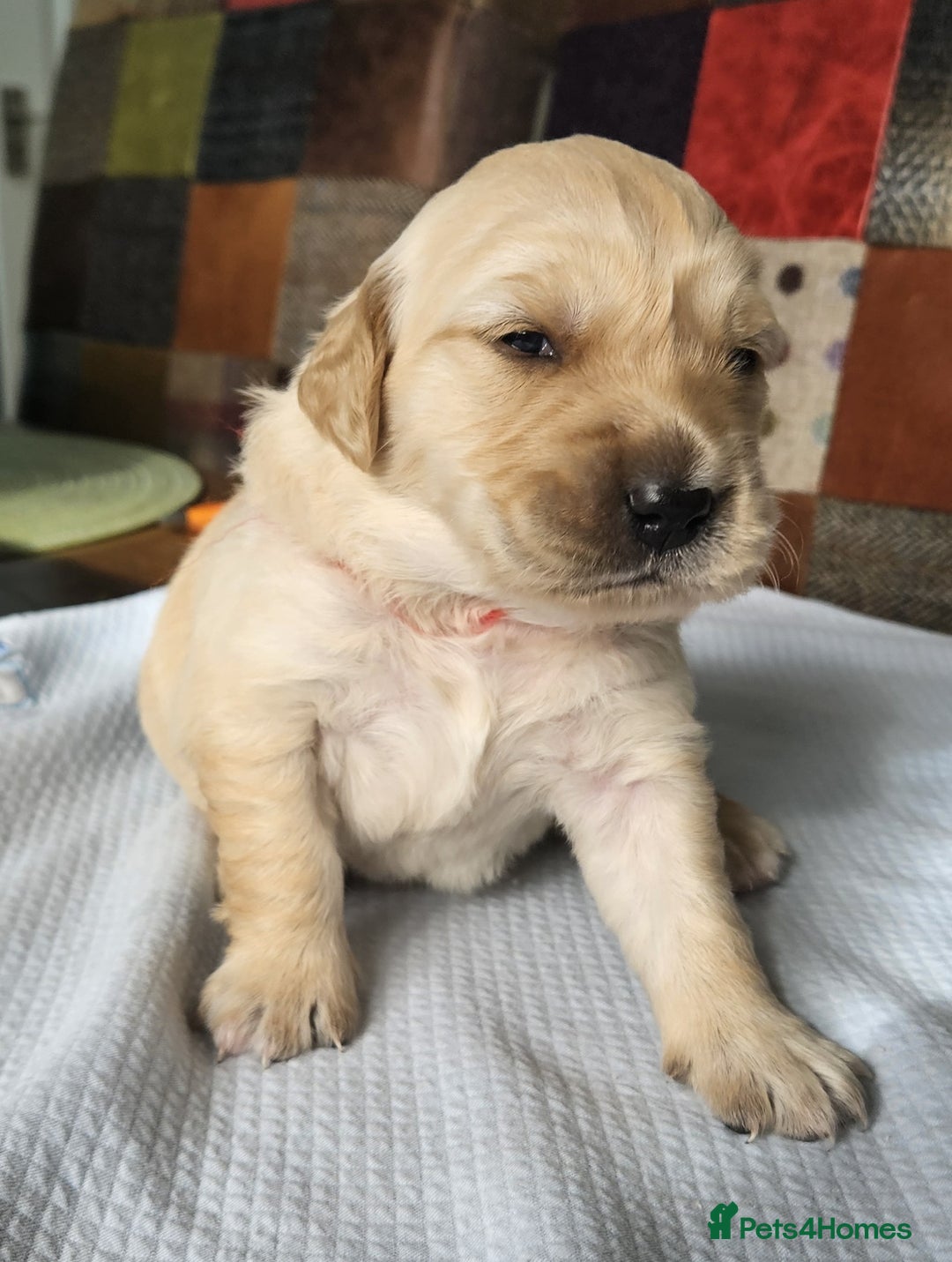 Golden Retriever dogs for sale: KC Registered Golden Retriever puppies - Image 8