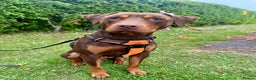 Mixed Breed dogs for sale: Doberman cross staff  - Advert 2