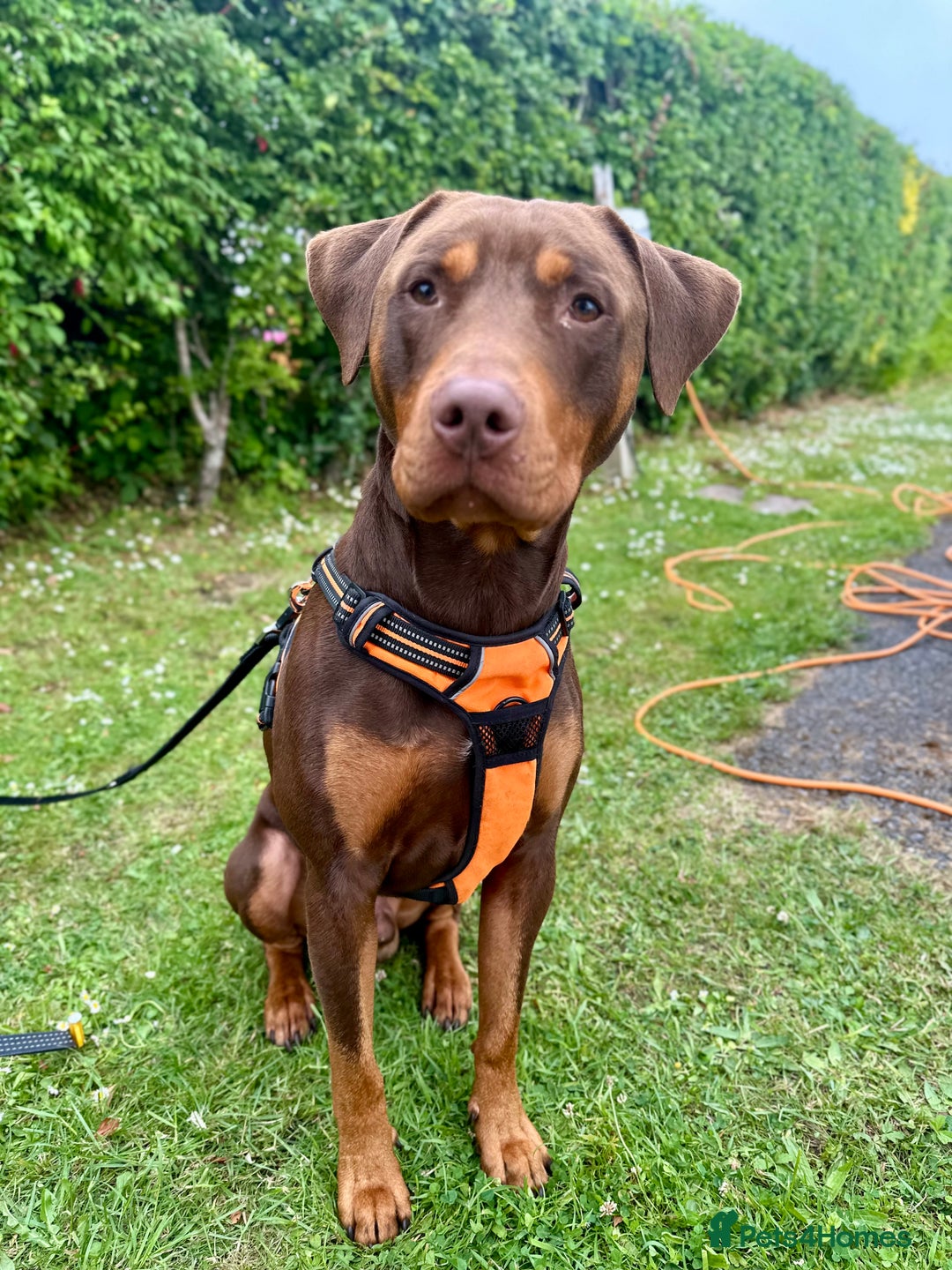 Mixed Breed dogs for sale: Doberman cross staff  - Advert 2